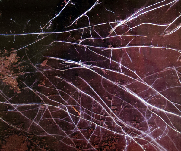 Root image captured with minirhizotron